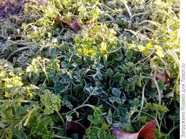 Петрушка в инее красивая