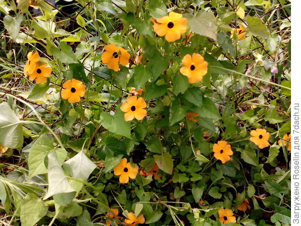 Так она выглядит. Цветёт до самых холодов.