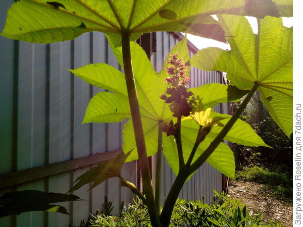 У меня такая росла,а есть ещё с красноватыми листьями. За лето выросла выше 2-х метром и пока заморозки не пришли выглядела отлично.