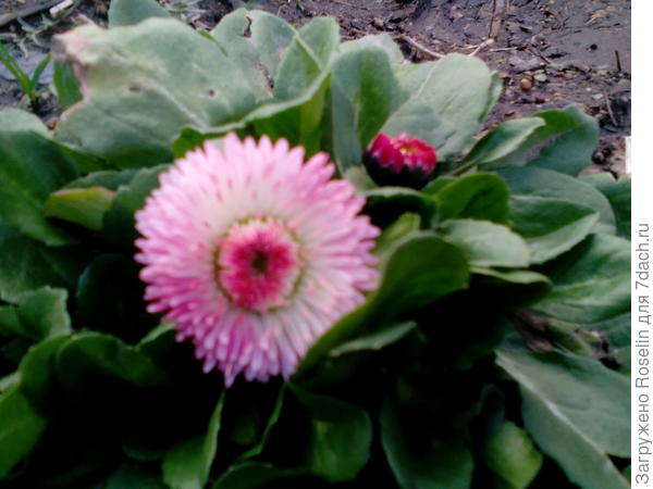 Маргаритки