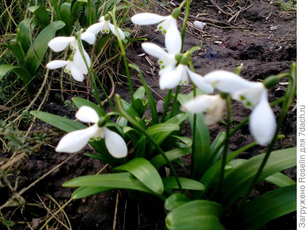 Подснежники- галантусы