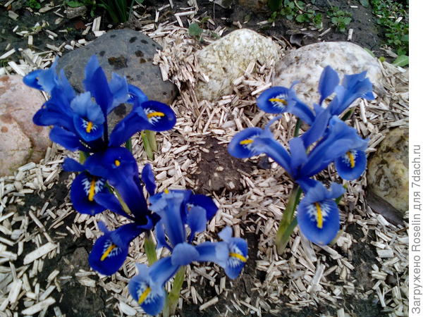 Осенью луковички посадила и вот какая красота теперь