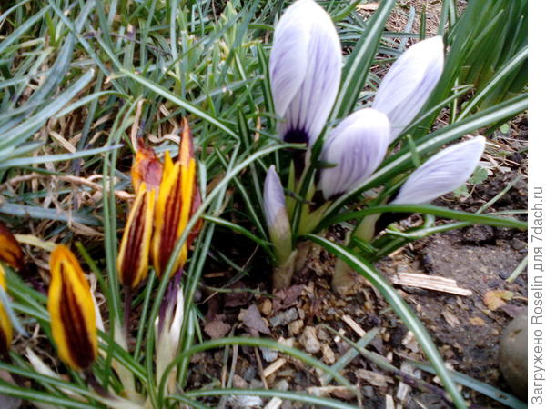 Крупный крокус в бутонах пока,но вид моногообещающий
