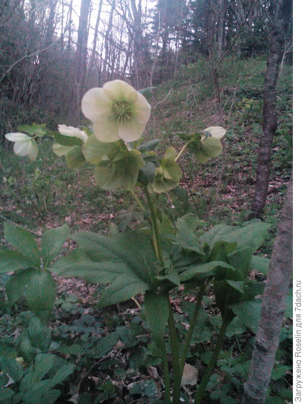 Морозник в лесу