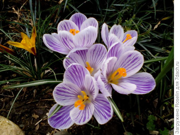 Крупноцветковый распустился! Прелесть,правда?