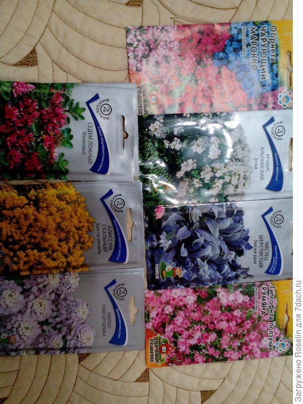 Накупила всяких. Думаю когда и как их посеять. Обриету под зиму попробовала,но безрезультатно...