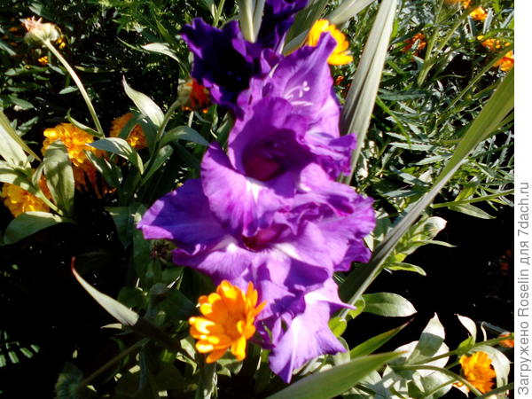 Я в курсе,что ты не любишь розовый! Нашла для тебя такой букетик!