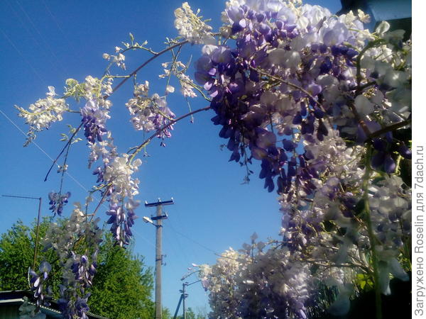 Глициния. Аромат божественный.