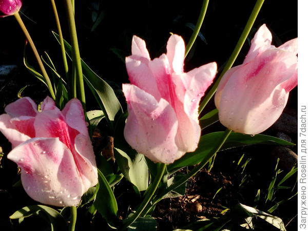 Голланд Шик