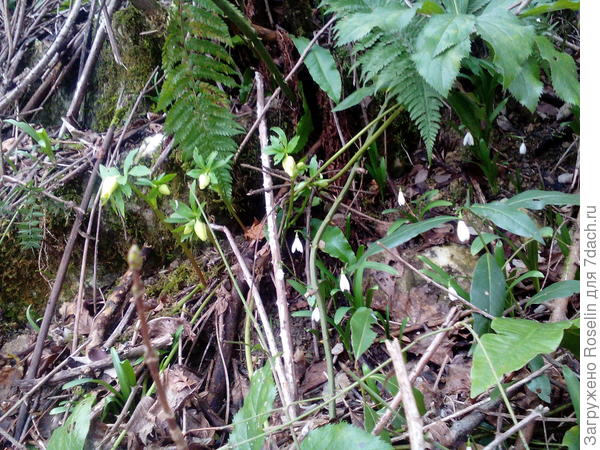 И морозник в бутонах