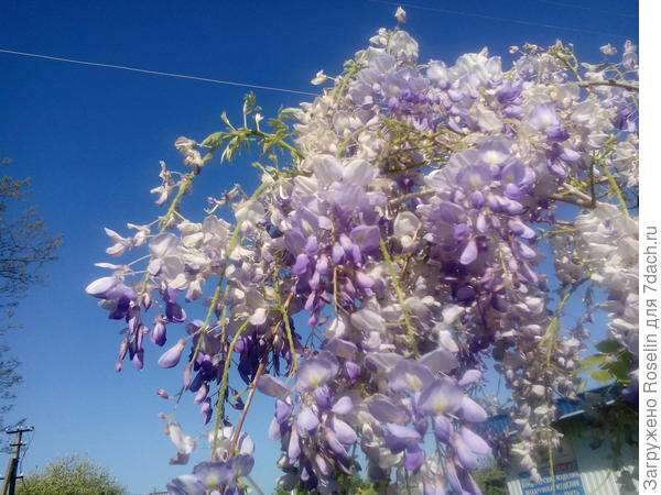 Глициния -красавица. Сегодня в Адыгее