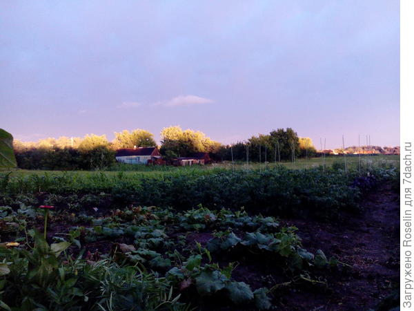 Сельский пейзаж