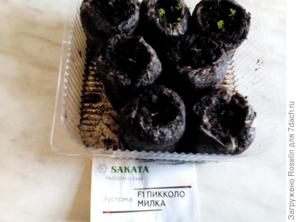 F1 пикколо Милка. И лобелия.