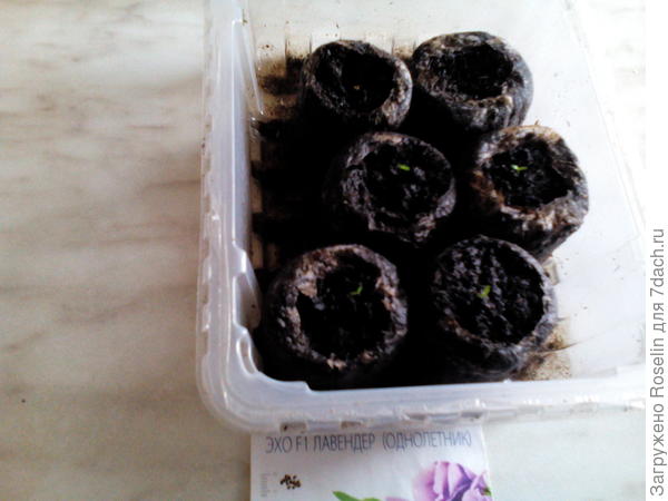 ЭхоF1Лавендер. Из пяти взошли четыре. В пустые таблетки посеяла сегодня петунию.