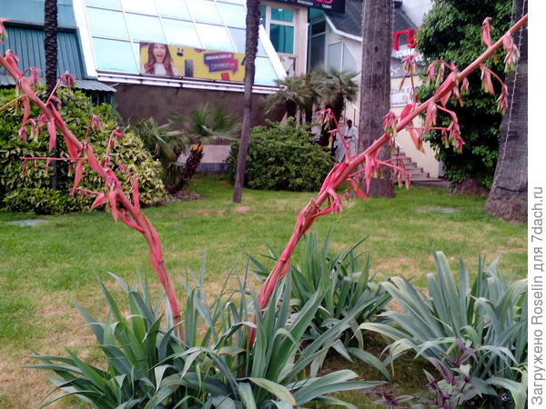 Агава готовится к цветению