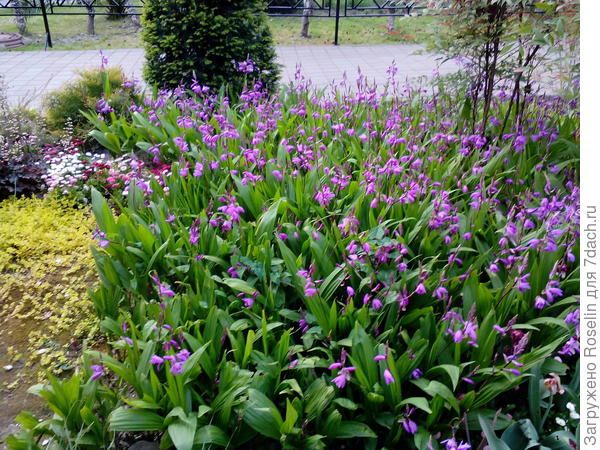 И снова красивая клуба с неизвестными мне цветами.