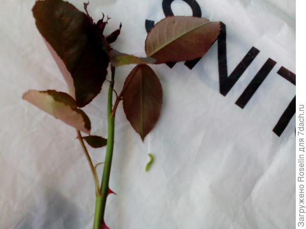 На этом побеге ползал этот зелёный червяк. А внутри завялых бутонов был белый. Это разные вредители? У меня нашествие?