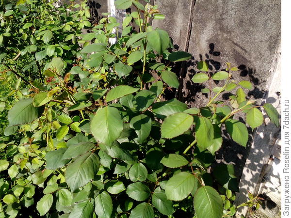 Кусты с червяками в бутонах