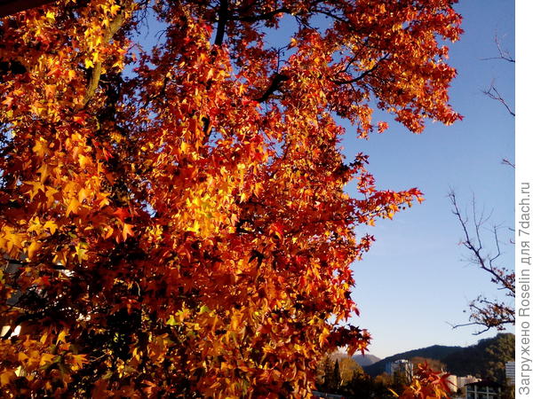 Ноябрь в Дагомысе в прошлом году