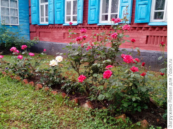 Цветут мои красавицы