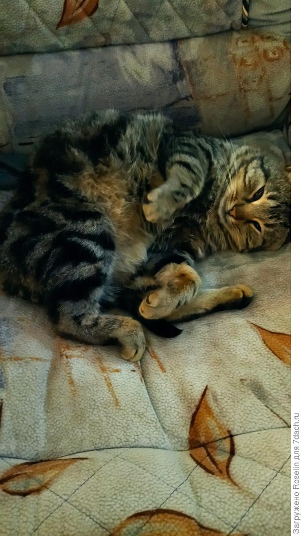 После сытного обеда