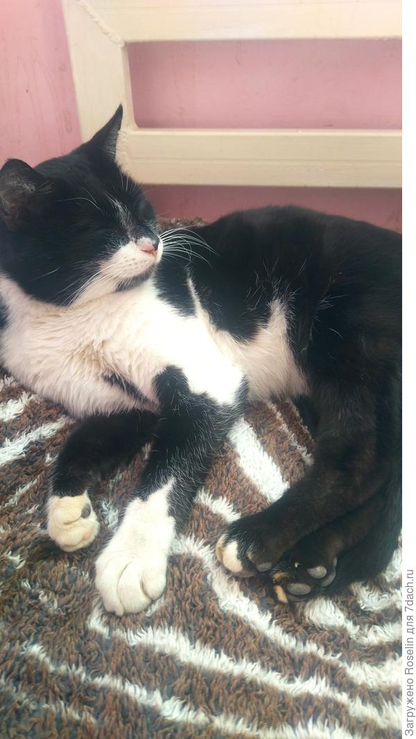 Праздник?! Да-да, уже почти иду, мяууу...