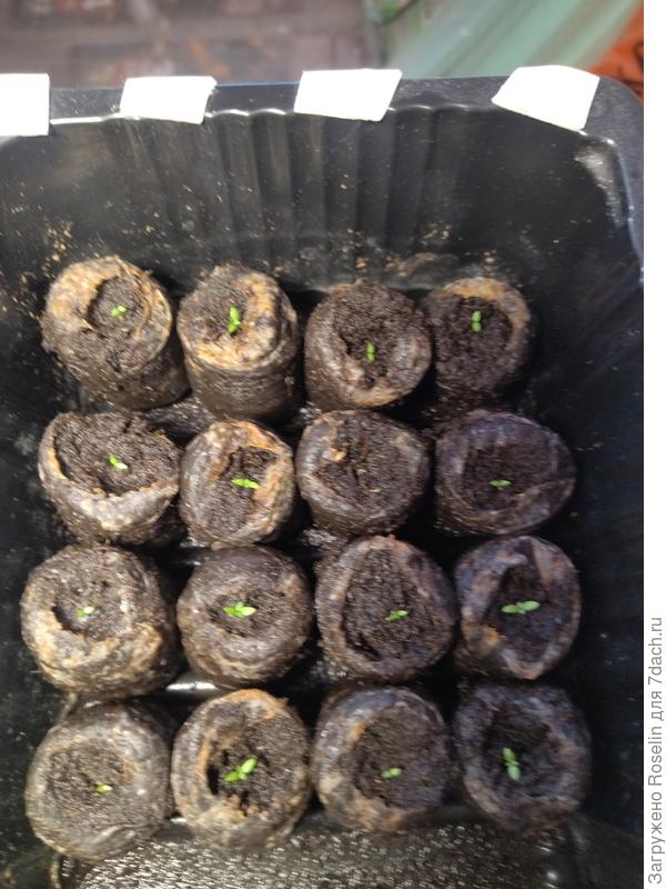 Через месяц после посева