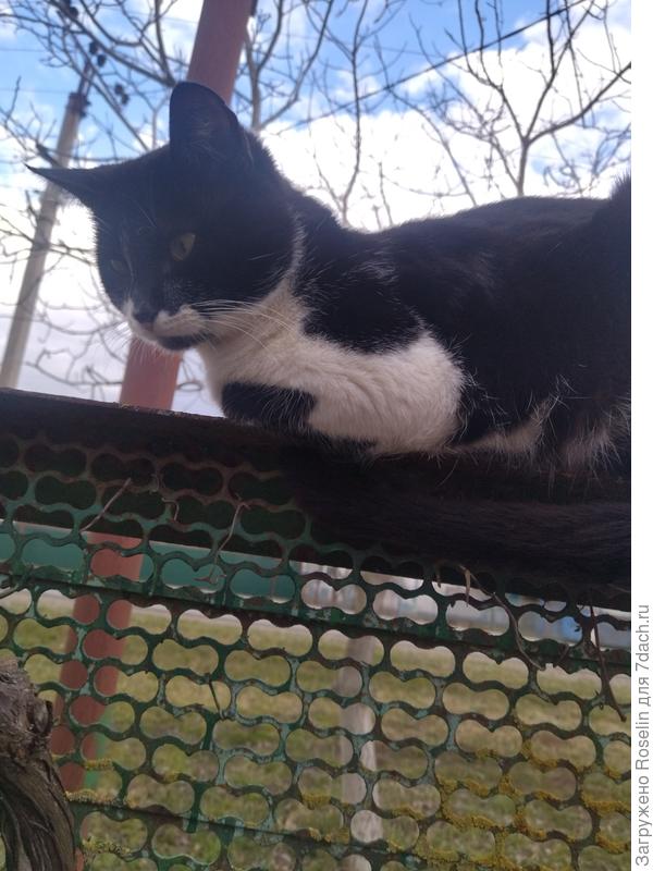 Тоже... цветочек мартовский