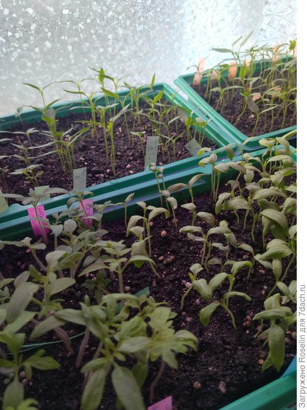 Овощи колосятся, сегодня пикировка вечером