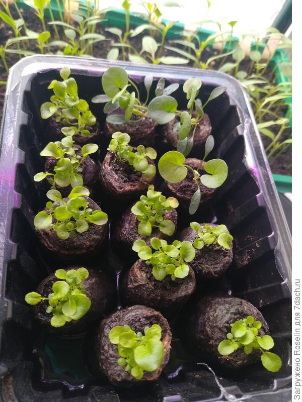 Цветуи таблеточные.