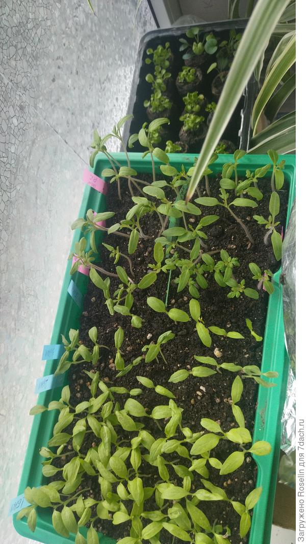 Он где то здесь 😄. Это до пикировки. После- фото не нашла. Сейчас в командировке, приеду - покажу.