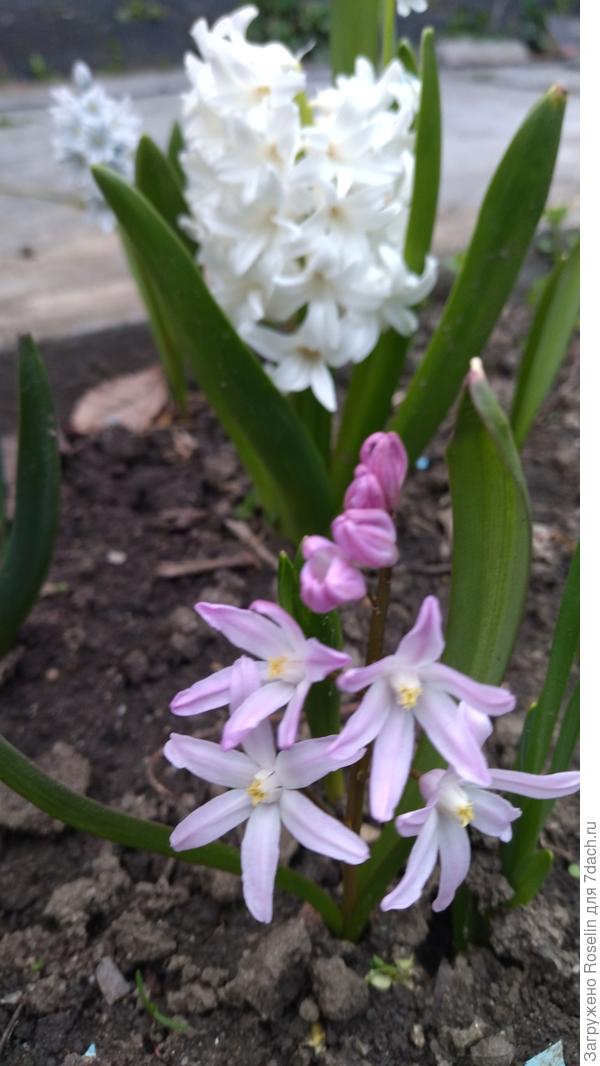 ... а где-то надеждами пахнет весна,