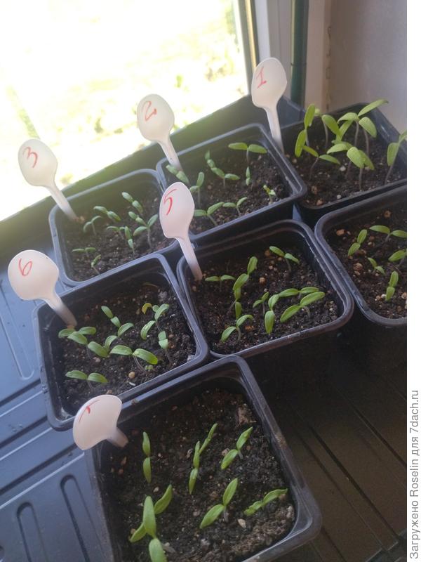 Всхожесть 100% у всех, кроме 1-го и 7-го,у них по одному семечку не взошло.