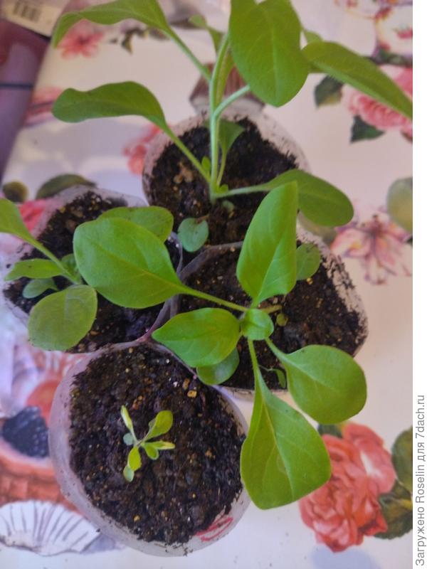 Опера суприм лилак айс, 4 из 5-ти, один явно не жилец.