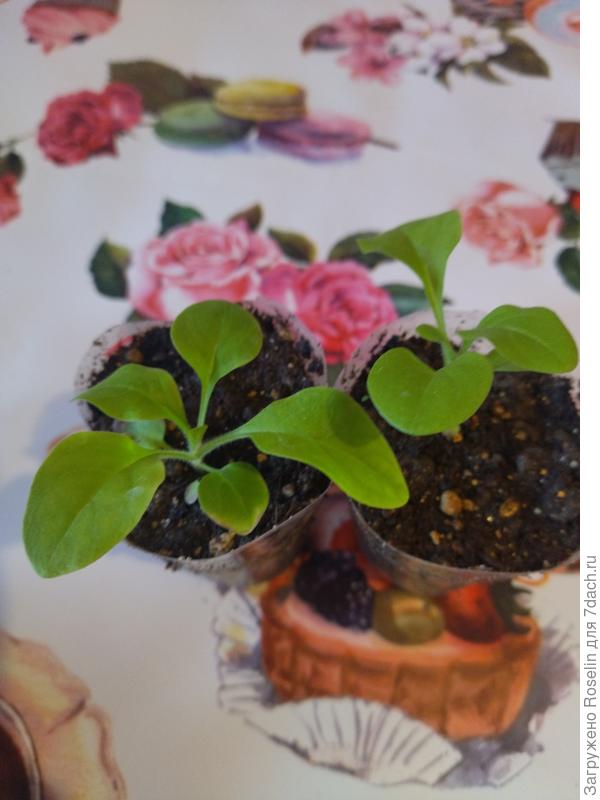 Изи вейв блю, 2 из 5-ти, тоже так себе...