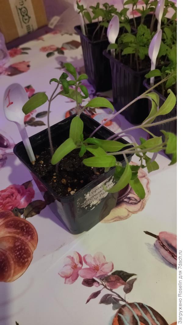 1. Дамасская сталь.