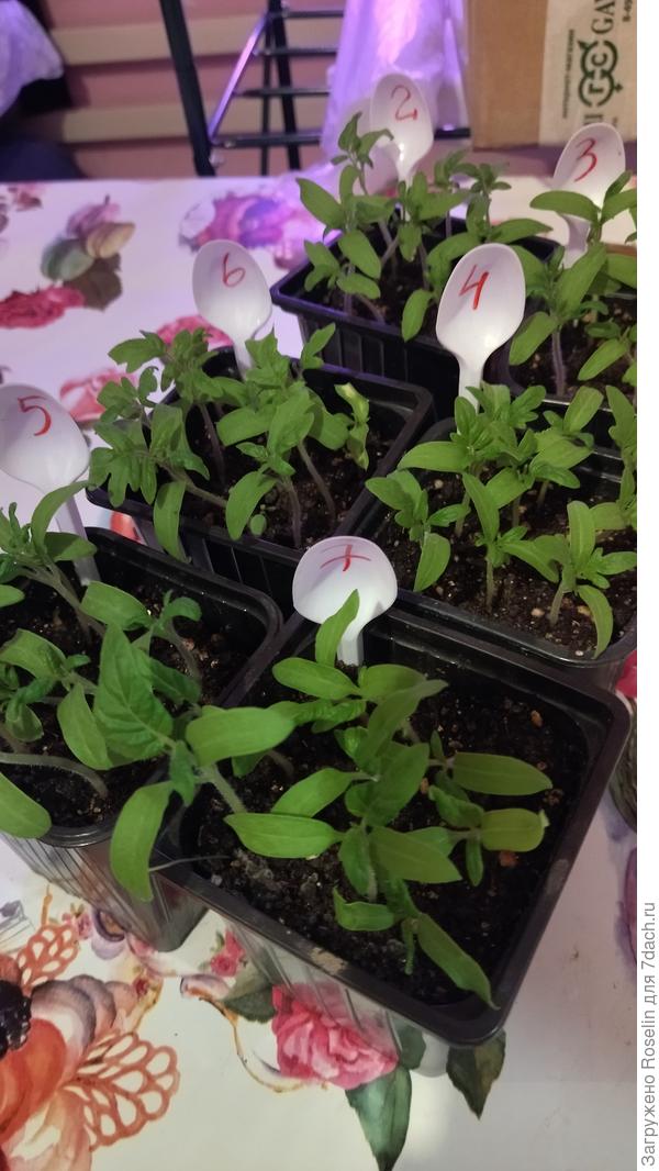 2. Парень из Локстона, 3. Дерзкая Мэри, 4. Бархатная ночь, 5. Махагони, 6. Бой с тенью, 7. Афтершок