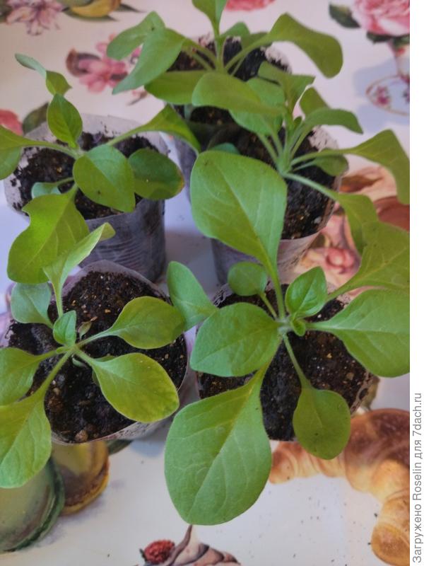 Шок вейв дип парпл, 5 из 5-ти, лидеры моего петуниевого квеста