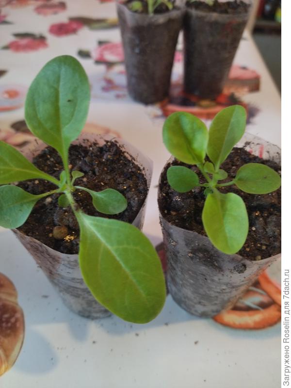 Даймонд пëрл шейд, 2 из 5-ти, так себе.