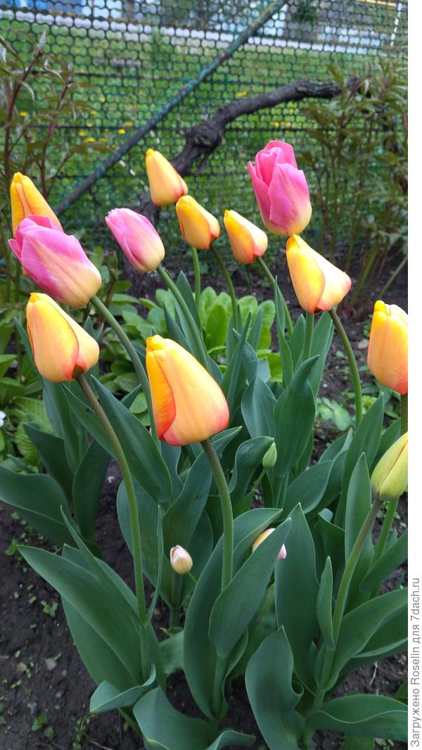 И такие... Яркие, праздничные даже в непогоду.