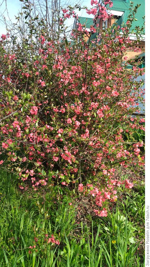 Огромный куст хеномелеса