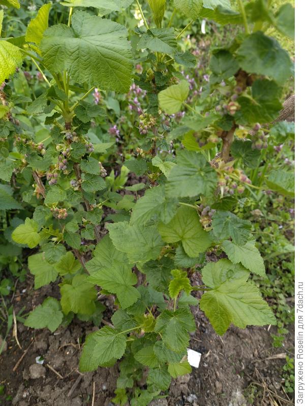 Чëрная смородина, молодой куст, но собрался цвести. Вот не знаю, может оборвать бутоны...