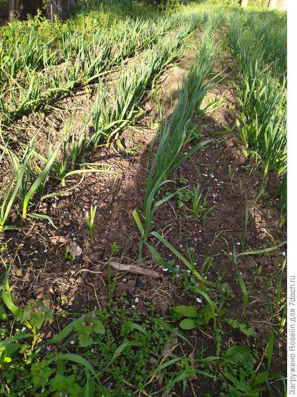 Чесночная плантация