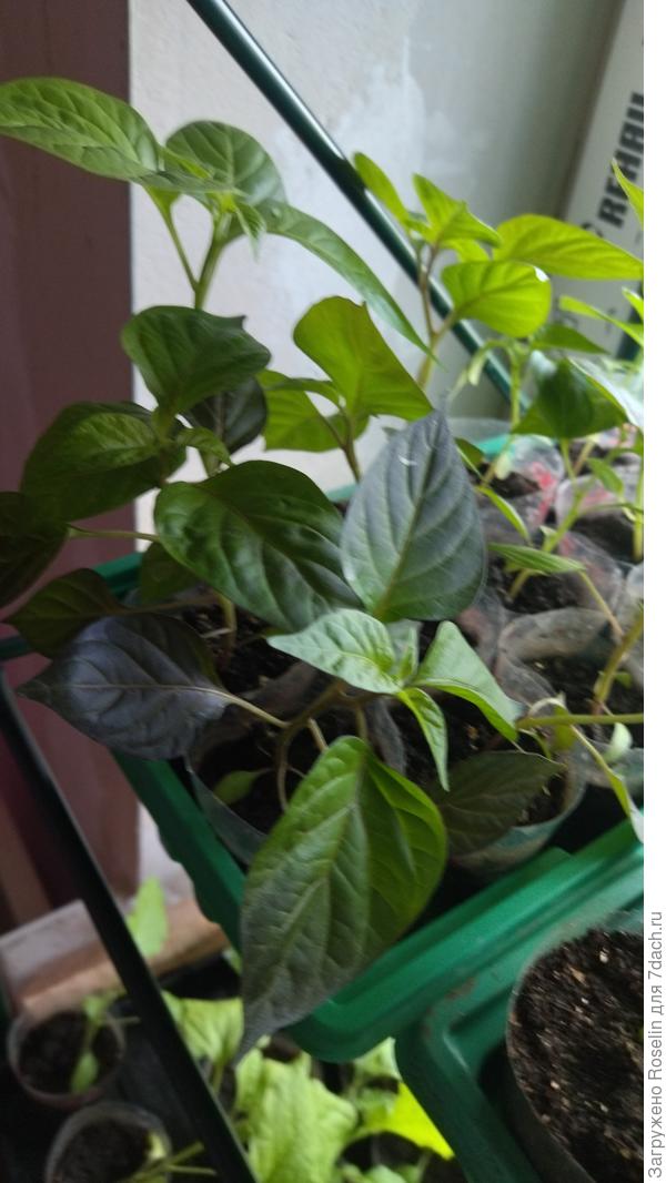 Острые декоратианые