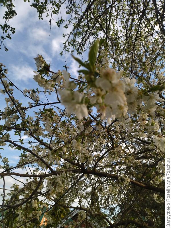 Вишня-шпанка в цвету