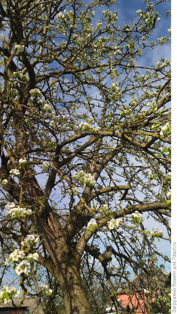 Груша в цвету