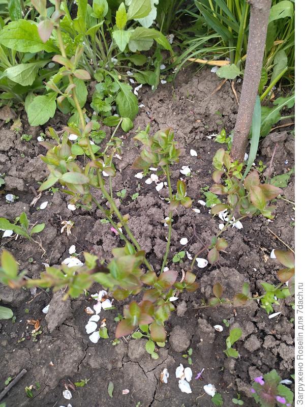 Голубика осенней посадки