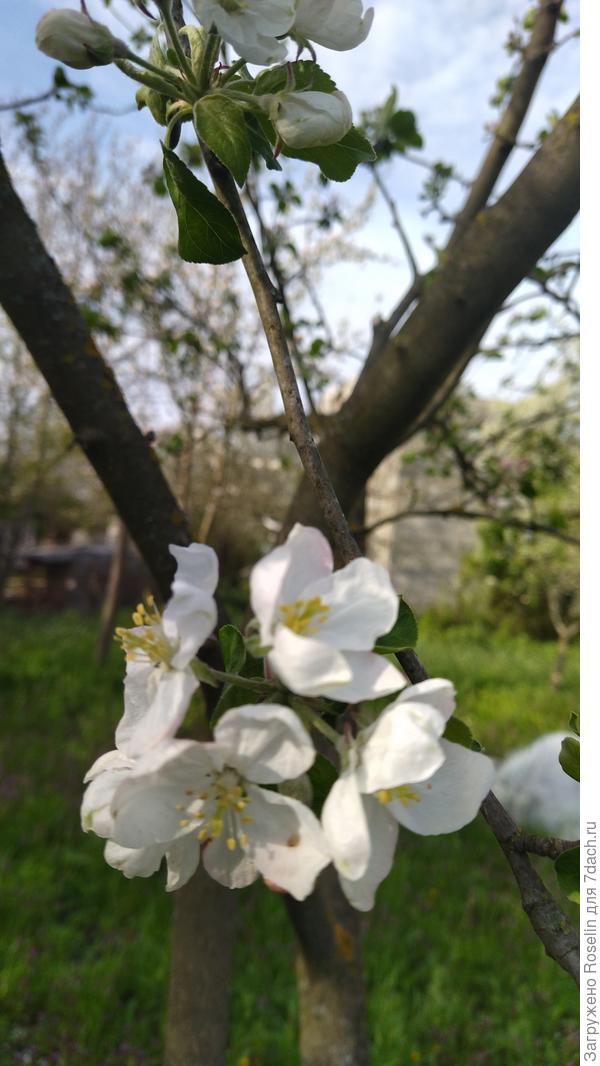 Первые цветы на яблоньке