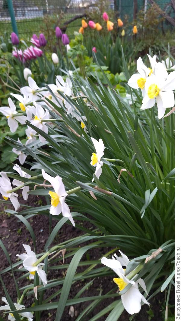 Нежное кружево нарциссов