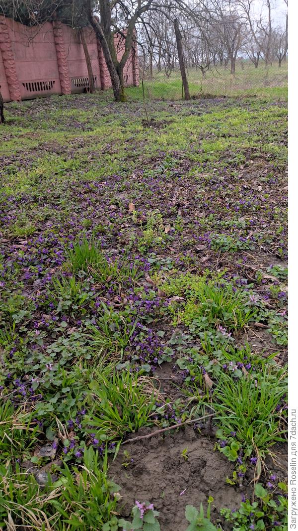 Тенистый угол в саду весь зарос фиалками. Там как в лесу весной.